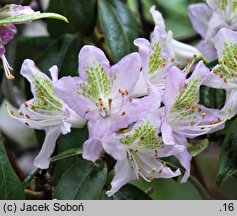 Rhododendron searsiae