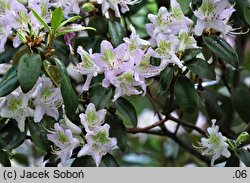 Rhododendron searsiae