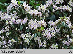 Rhododendron searsiae