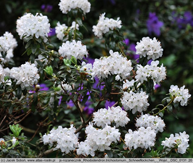 Rhododendron trichostomum Schneeflöckchen