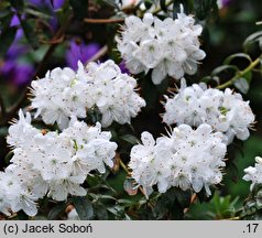 Rhododendron trichostomum Schneeflöckchen