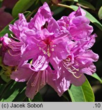 Rhododendron vernicosum