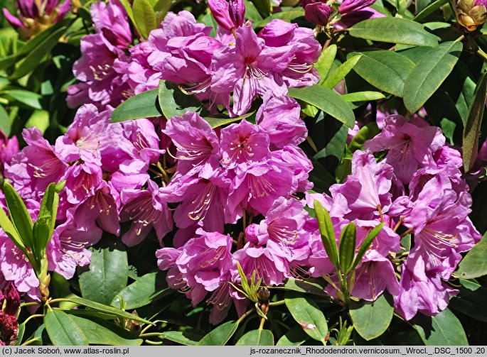 Rhododendron vernicosum