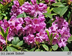 Rhododendron vernicosum