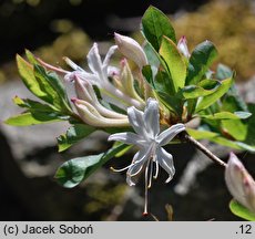 Rhododendron viscosum