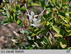 Rhododendron viscosum