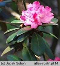 Rhododendron hort. Frülingsanfang