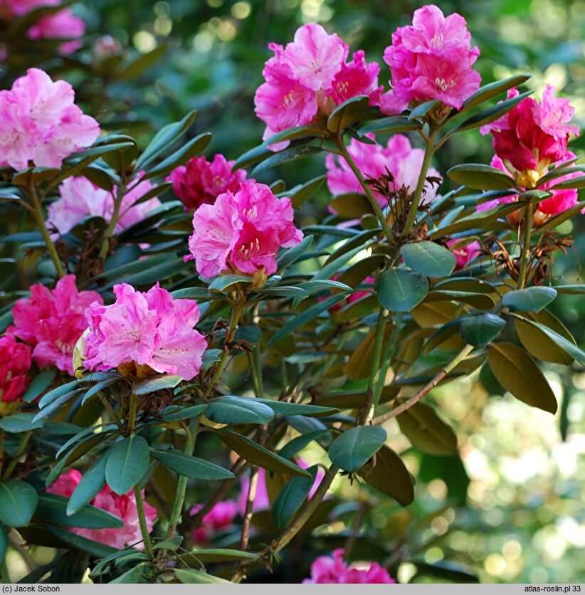 Rhododendron hort. Frülingsanfang