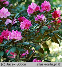 Rhododendron hort. Frülingsanfang