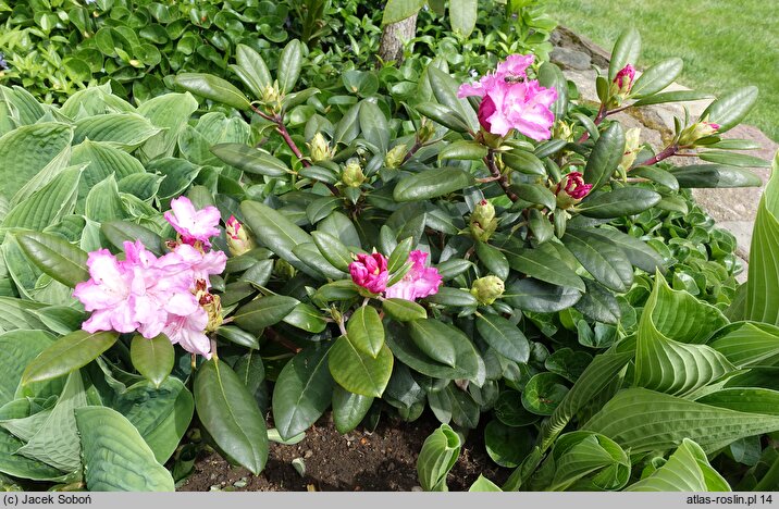 Rhododendron Blurettia