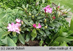 Rhododendron Blurettia