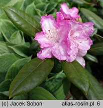 Rhododendron Blurettia