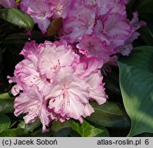 Rhododendron hort. Blurettia