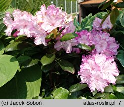 Rhododendron hort. Blurettia