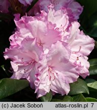 Rhododendron hort. Blurettia