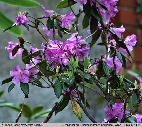 Rhododendron yunnanense