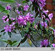 Rhododendron yunnanense