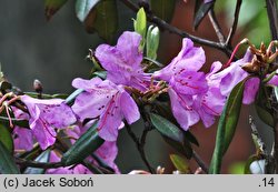 Rhododendron yunnanense