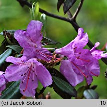 Rhododendron yunnanense