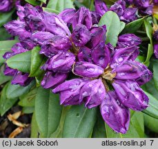 Rhododendron hort. Bohlken's Lupinenberg