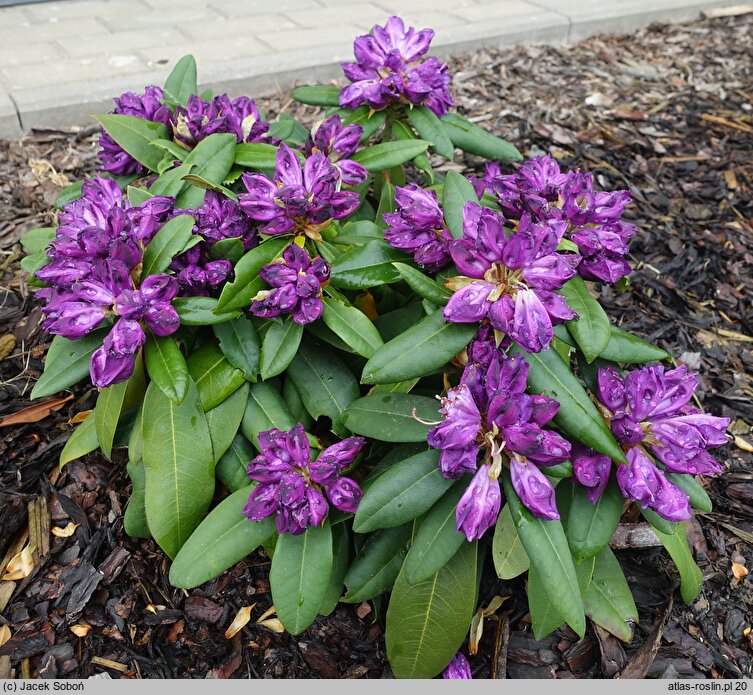 Rhododendron hort. Bohlken's Lupinenberg