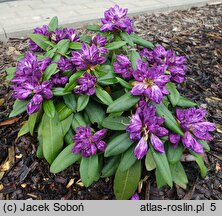 Rhododendron hort. Bohlken's Lupinenberg