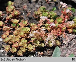 Sedum nevii (rozchodnik Neva)