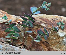 Hylotelephium sieboldii (rozchodnik Siebolda)