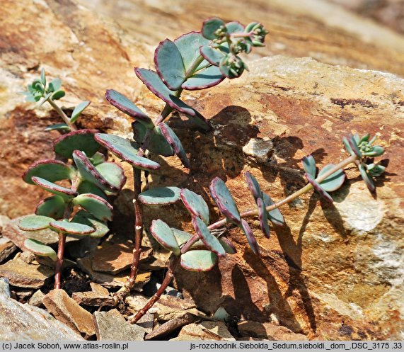 Hylotelephium sieboldii (rozchodnik Siebolda)