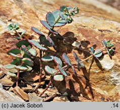 Hylotelephium sieboldii (rozchodnik Siebolda)