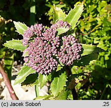 Sedum fabaria