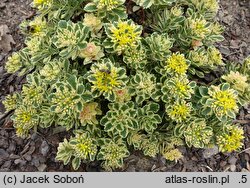 Phedimus takesimensis Atlantis