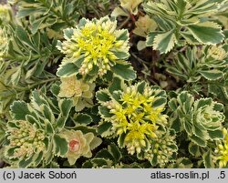 Phedimus takesimensis Atlantis