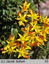 Phedimus floriferus (rozchodnik kwiecisty)