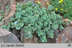 Hylotelephium cauticola (rozchodnik naskalny)