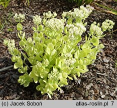 Hylotelephium spectabile Stardust