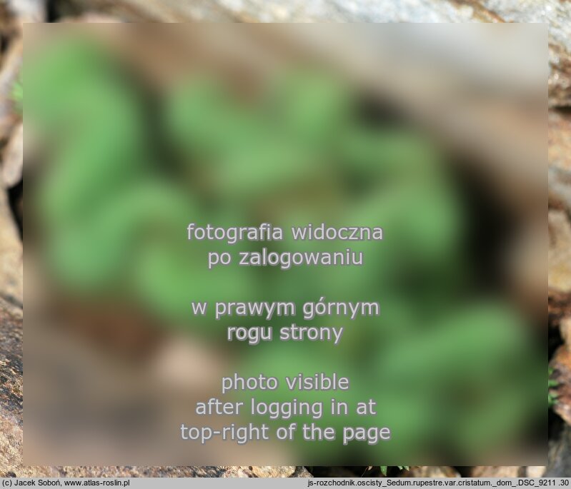 Petrosedum rupestre Cristatum