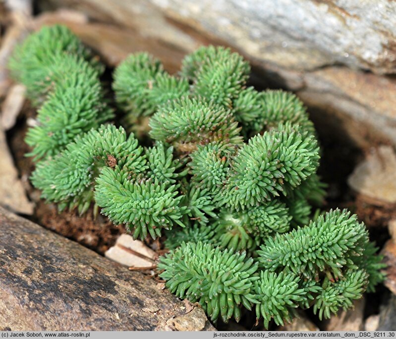 Petrosedum rupestre Cristatum