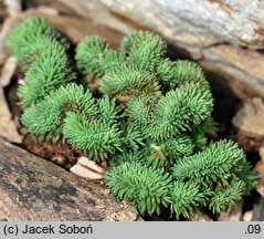 Petrosedum rupestre Cristatum