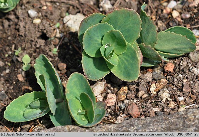 Hylotelephium maximum ssp. ruprechtii (rozchodnik zakaukaski)