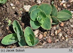 Hylotelephium maximum ssp. ruprechtii (rozchodnik zakaukaski)