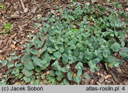 Sedum hort. Amber Red