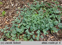 Sedum Amber Red