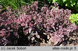 Sedum hort. Picolette