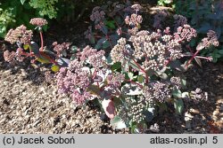 Sedum Picolette