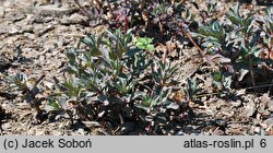 Sedum hort. Purple Emperor