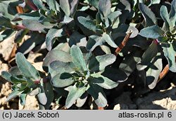 Sedum hort. Purple Emperor