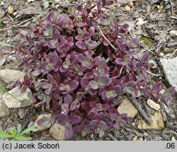 Sedum hort. Sunsparkler Firecracker