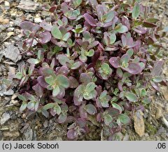 Sedum hort. Sunsparkler Firecracker