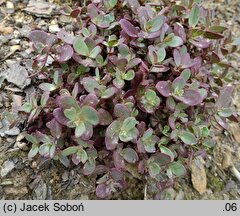 Sedum Sunsparkler Firecracker